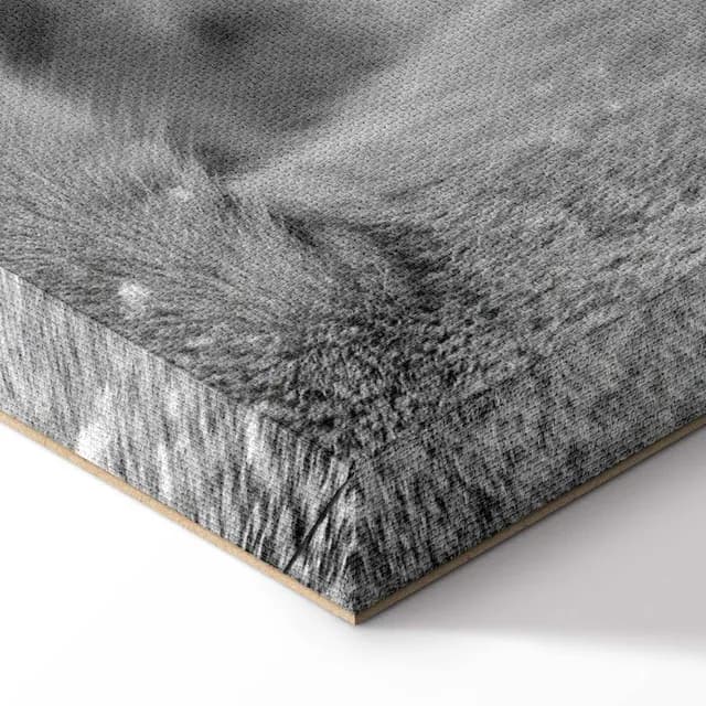 Canvas Print - Lion's Love